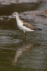 Chevalier aboyeur,.Tringa nebularia; Common Greensh