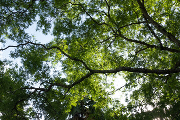 Fototapeta premium Leaves against the blue sky