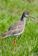 Chevalier gambette,.Tringa totanus, Common Redshank