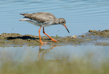 Chevalier gambette,.Tringa totanus, Common Redshank