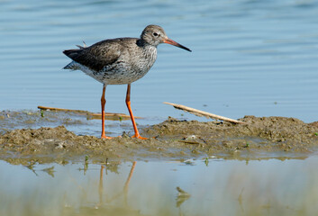 Chevalier gambette,.Tringa totanus, Common Redshank