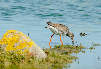 Chevalier gambette,.Tringa totanus, Common Redshank