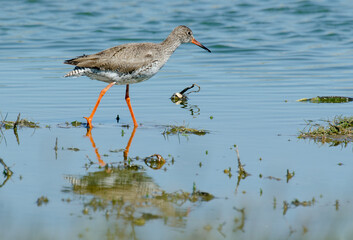 Chevalier gambette,.Tringa totanus, Common Redshank