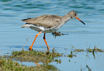 Chevalier gambette,.Tringa totanus, Common Redshank