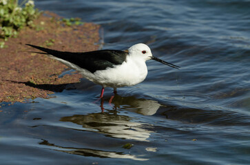 Echasse blanche,.Himantopus himantopus, Black winged Stilt