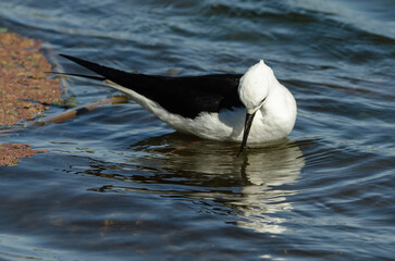 Echasse blanche,.Himantopus himantopus, Black winged Stilt