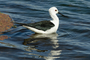 Echasse blanche,.Himantopus himantopus, Black winged Stilt