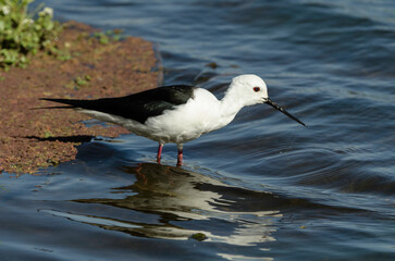 Echasse blanche,.Himantopus himantopus, Black winged Stilt
