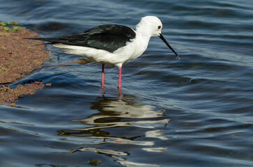 Echasse blanche,.Himantopus himantopus, Black winged Stilt