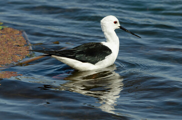 Echasse blanche,.Himantopus himantopus, Black winged Stilt