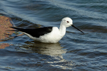 Echasse blanche,.Himantopus himantopus, Black winged Stilt