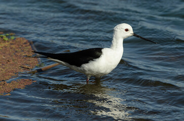 Echasse blanche,.Himantopus himantopus, Black winged Stilt