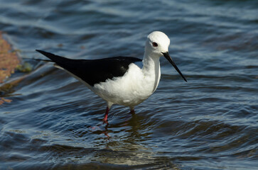 Echasse blanche,.Himantopus himantopus, Black winged Stilt