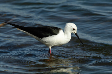 Echasse blanche,.Himantopus himantopus, Black winged Stilt
