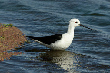 Echasse blanche,.Himantopus himantopus, Black winged Stilt