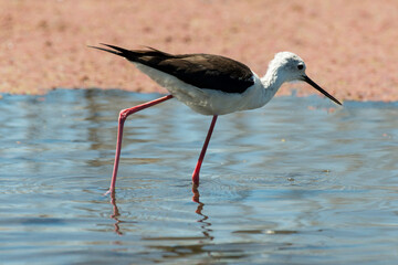 Echasse blanche,.Himantopus himantopus, Black winged Stilt