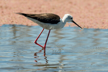 Echasse blanche,.Himantopus himantopus, Black winged Stilt
