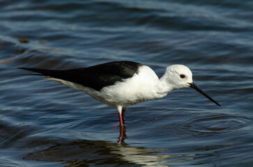 Echasse blanche,.Himantopus himantopus, Black winged Stilt