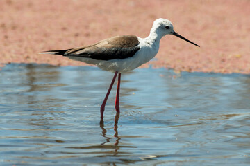 Echasse blanche,.Himantopus himantopus, Black winged Stilt