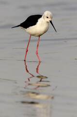 Echasse blanche,.Himantopus himantopus, Black winged Stilt