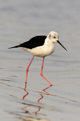 Echasse blanche,.Himantopus himantopus, Black winged Stilt
