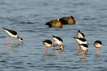 Echasse blanche,.Himantopus himantopus, Black winged Stilt