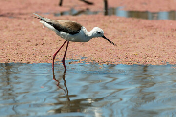 Echasse blanche,.Himantopus himantopus, Black winged Stilt