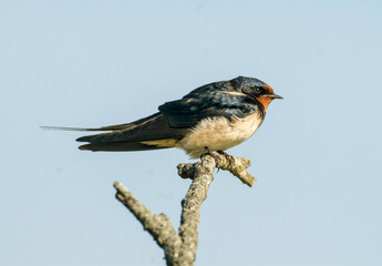 Hirondelle rustique, Hirondelle de cheminée, Hirundo rustica, Barn Swallow
