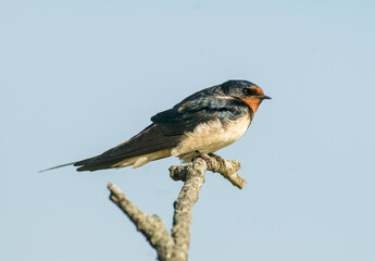 Hirondelle rustique, Hirondelle de cheminée, Hirundo rustica, Barn Swallow
