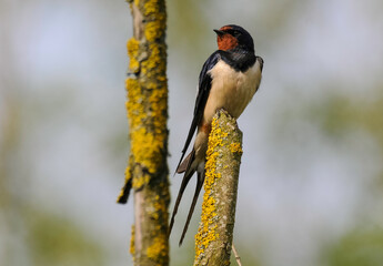 Hirondelle rustique, Hirondelle de cheminée, Hirundo rustica, Barn Swallow