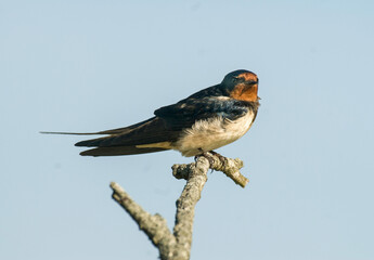 Hirondelle rustique, Hirondelle de cheminée, Hirundo rustica, Barn Swallow