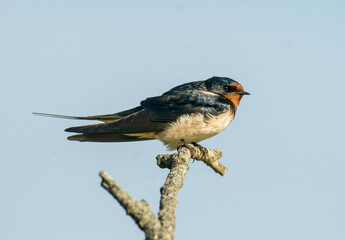 Hirondelle rustique, Hirondelle de cheminée, Hirundo rustica, Barn Swallow © JAG IMAGES