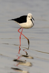 Echasse blanche,.Himantopus himantopus, Black winged Stilt