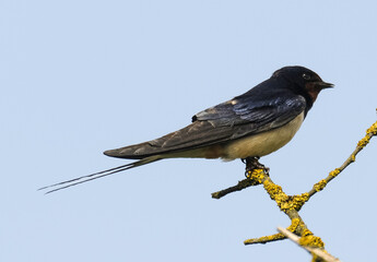 Hirondelle rustique, Hirondelle de cheminée, Hirundo rustica, Barn Swallow
