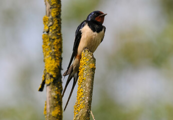 Hirondelle rustique, Hirondelle de cheminée, Hirundo rustica, Barn Swallow