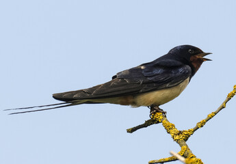 Hirondelle rustique, Hirondelle de cheminée, Hirundo rustica, Barn Swallow