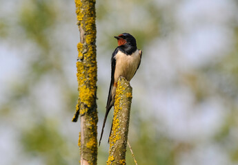 Hirondelle rustique, Hirondelle de cheminée, Hirundo rustica, Barn Swallow © JAG IMAGES