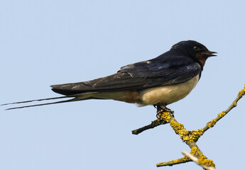 Hirondelle rustique, Hirondelle de cheminée, Hirundo rustica, Barn Swallow © JAG IMAGES