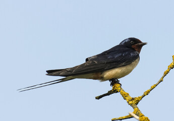 Hirondelle rustique, Hirondelle de cheminée, Hirundo rustica, Barn Swallow © JAG IMAGES
