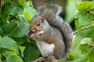 A Grey Squirrel sitting in a tree eating berries