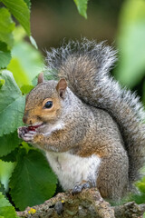 A Grey Squirrel sitting in a tree eating berries