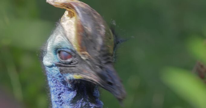 Southern cassowary (Casuarius casuarius), also known as double-wattled cassowary, Australian cassowary, found in Indonesia, Papua New Guinea, and northeastern Australia.