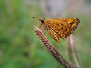 butterfly on a plant