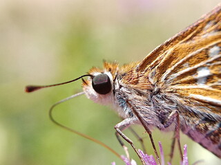 butterfly on a leaf
