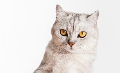 Obraz premium Cat Scottish fold breed and looking over on white background.