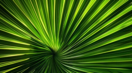 Obraz premium Green palm leaf texture background. Close-up image of a green palm leaf with a swirl pattern. The vibrant colors and organic texture make this photo ideal for nature-inspired designs.