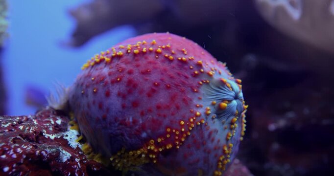 Sea apple is the common name for the colorful and somewhat round sea cucumbers of the genus Pseudocolochirus, found in Indo-Pacific waters.