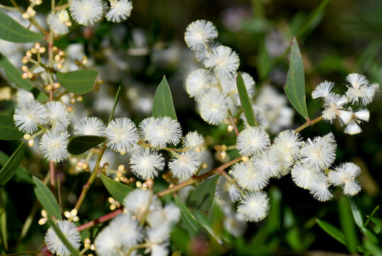 Closeup of cream flowers and distinctive leaves or phyllodes of the Australian native Myrtle Wattle, Acacia myrtifolia, family Fabaceae, subfamily Mimosoideae. Also known as the Red Stemmed Wattle