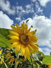 Blooming sunflower on a background of blue sky