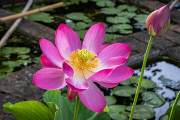 Pink lotus flower in aquatic tropical plants pond